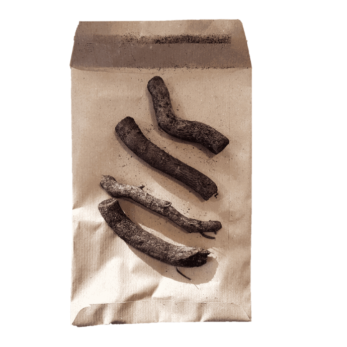 Paulownia Fortunei          (4 Rhizomes)