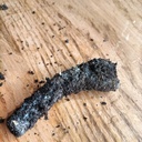 Paulownia Fortunei (copie)