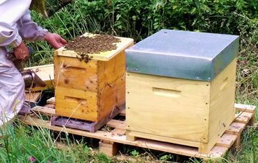 BOUTEILLE CARRÉE 25CL 6157 : SHOP APICULTURE: Tout le matériel pour  l'apiculture, l'apiculteur et les abeilles.