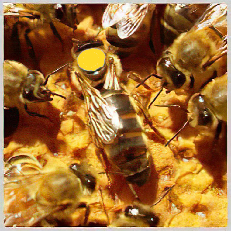 Reine Caucasite Argentine (copie)