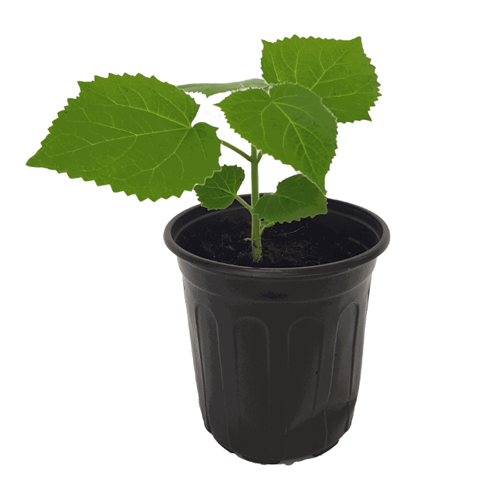 Paulownia Fortunei