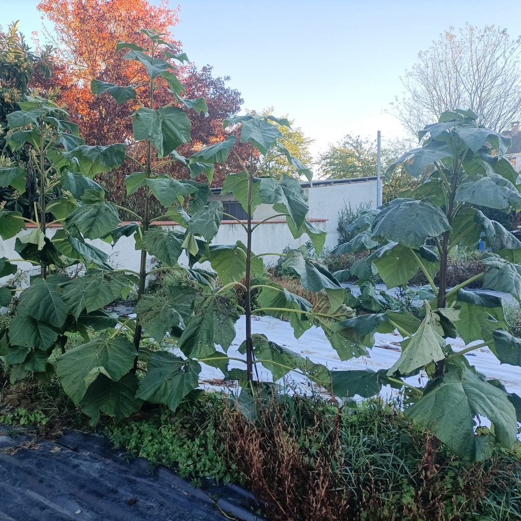 Paulownia Fortunei Racines Nues