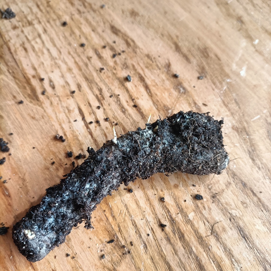 Paulownia Fortunei (copie)