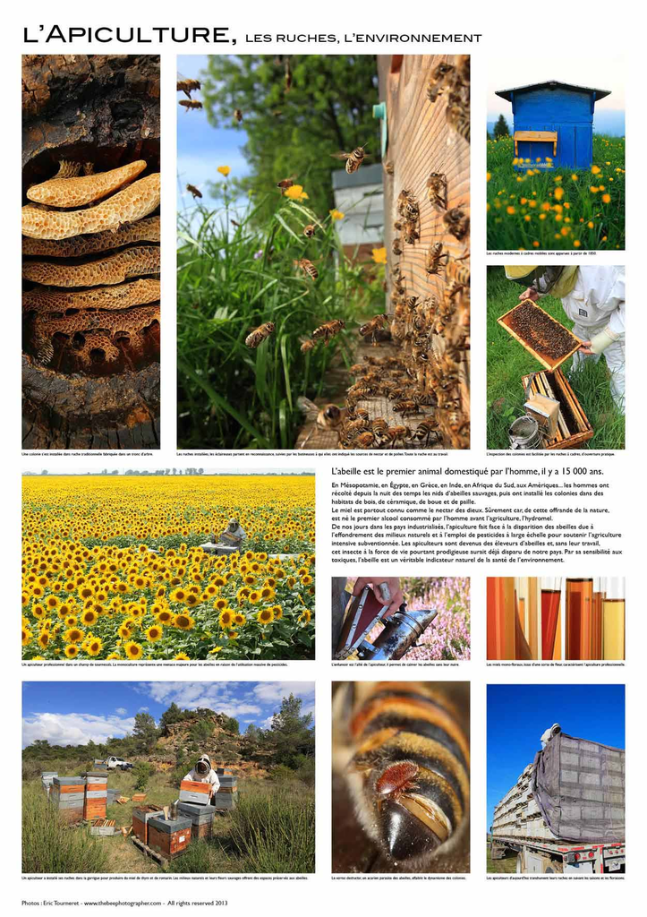 Affiche "l'apiculture"
