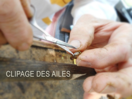 Clippage des ailes (pour reine fécondée)