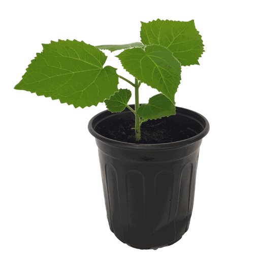 Paulownia Fortunei